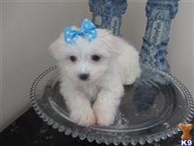 maltese puppy posted by Elegant Babies